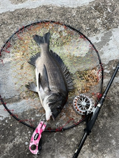 チヌの釣果