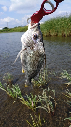 キビレの釣果