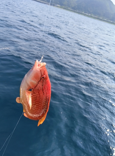 アカササノハベラの釣果