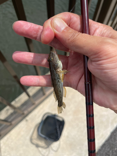 マハゼの釣果