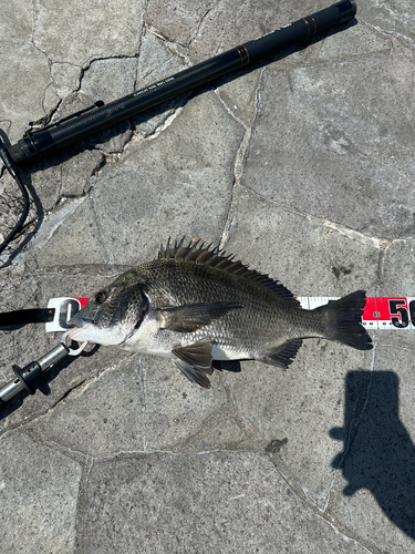 クロダイの釣果