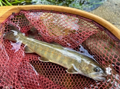 ヤマトイワナの釣果