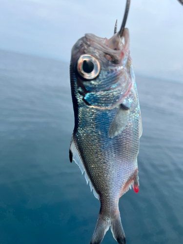 シロムツの釣果