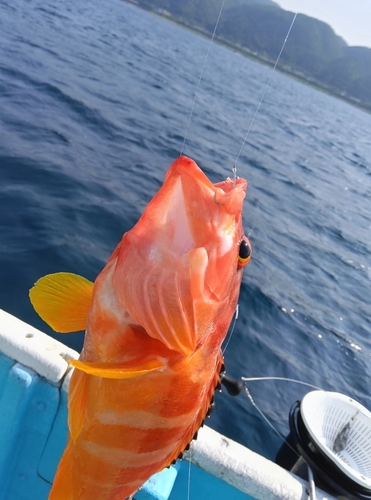 アカハタの釣果