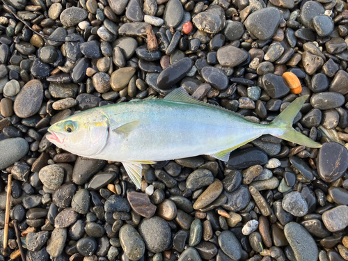 ワカシの釣果