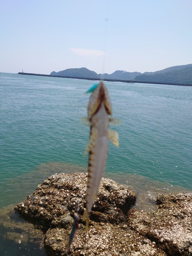 エソの釣果