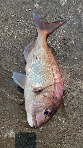 タイの釣果