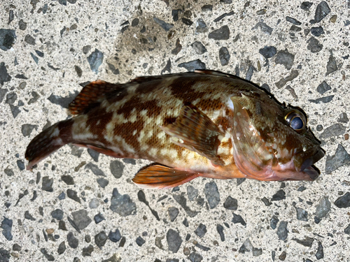 アラカブの釣果