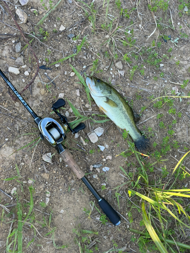 ブラックバスの釣果