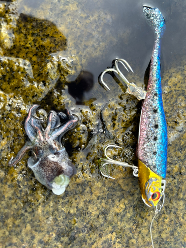 ハリイカの釣果