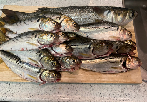 コノシロの釣果