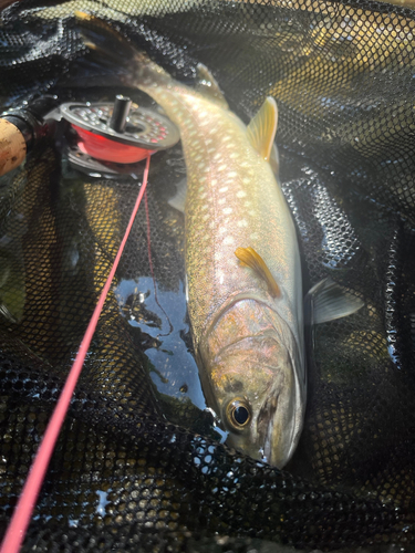 アメマスの釣果