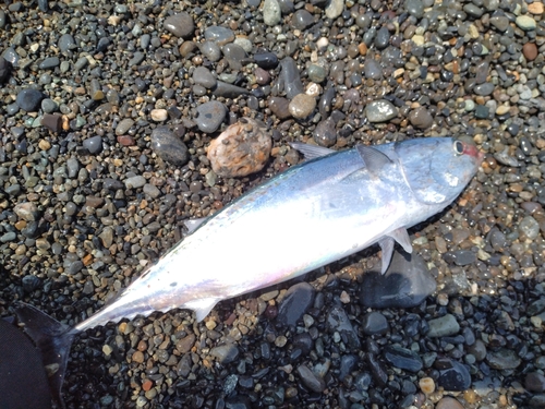 ソウダガツオの釣果