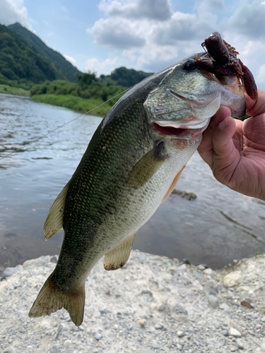 ラージマウスバスの釣果