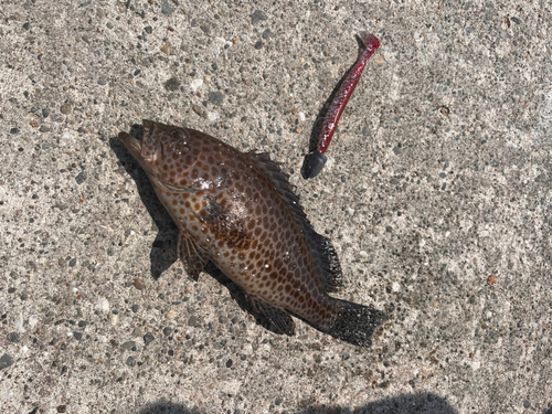 オオモンハタの釣果