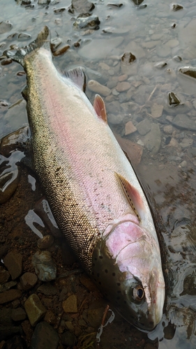 ニジマスの釣果