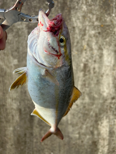 ショゴの釣果