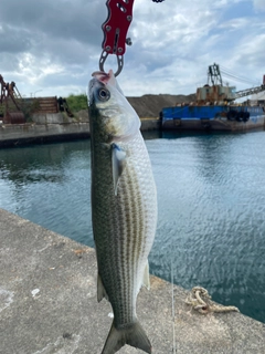 ボラの釣果