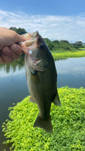 ラージマウスバスの釣果