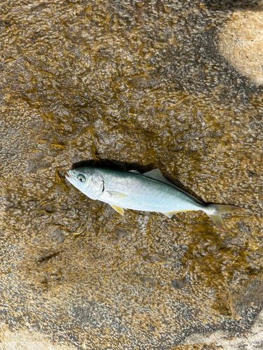 コゾクラの釣果