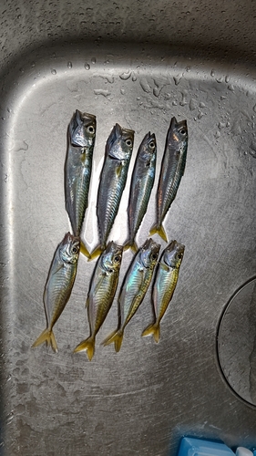 アジの釣果