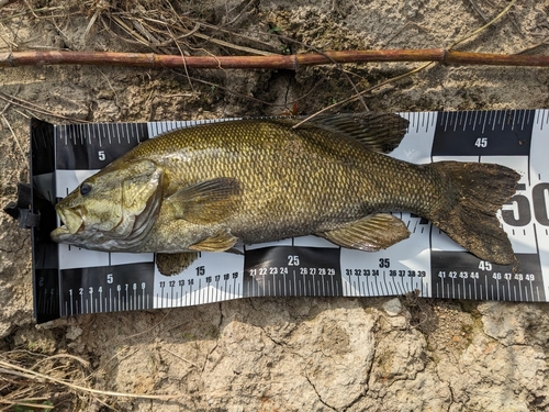 スモールマウスバスの釣果