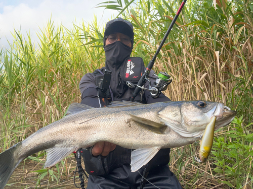 スズキの釣果