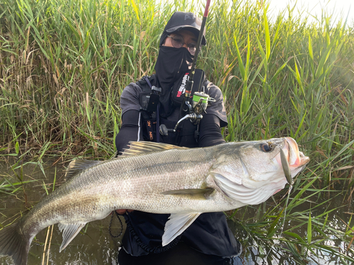 スズキの釣果