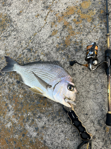 ヘダイの釣果