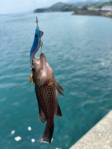 オオモンハタの釣果