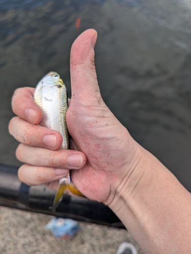 サッパの釣果