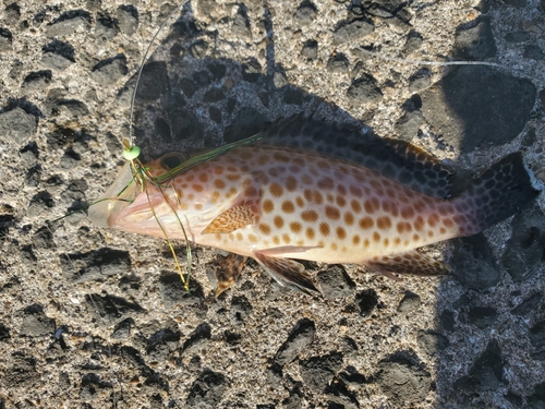 オオモンハタの釣果