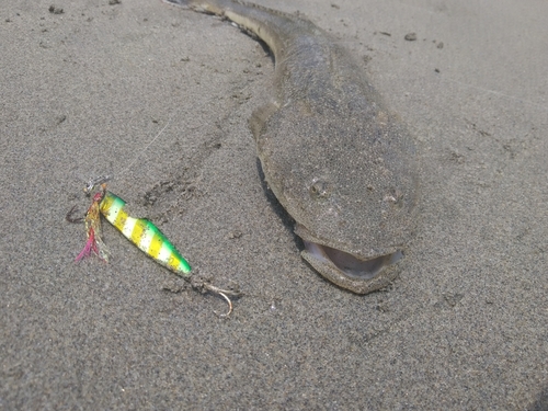 マゴチの釣果