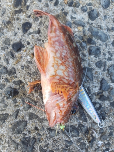 アラカブの釣果