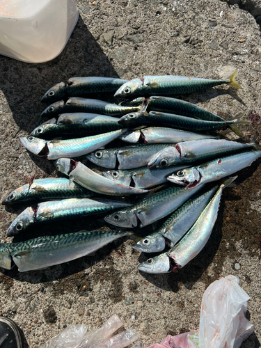 サバの釣果