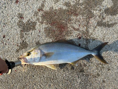 ネリゴの釣果