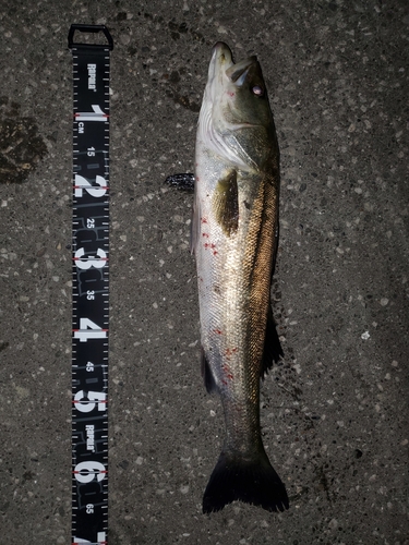 シーバスの釣果