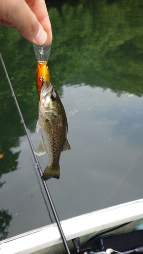 ブラックバスの釣果