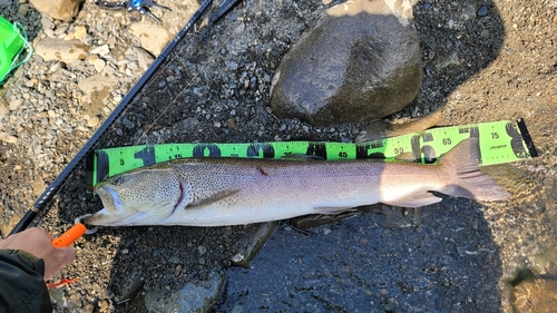 イトウの釣果