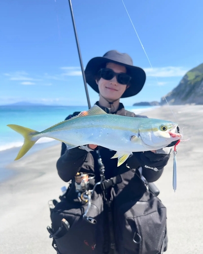 ワカシの釣果