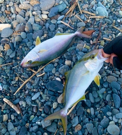 ショゴの釣果