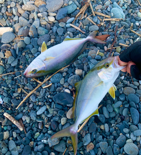 ショゴの釣果