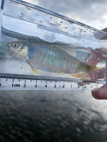 オイカワの釣果