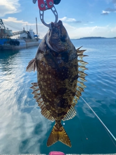 アイゴの釣果