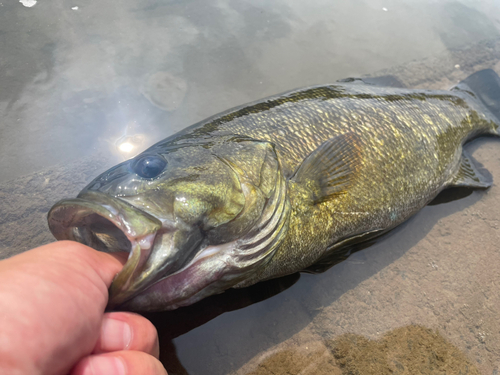 スモールマウスバスの釣果