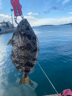 アイゴの釣果