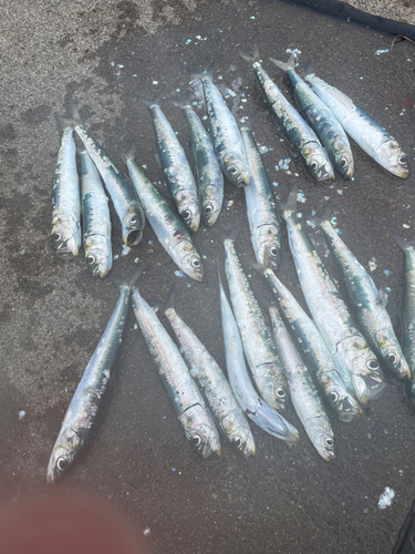 イワシの釣果