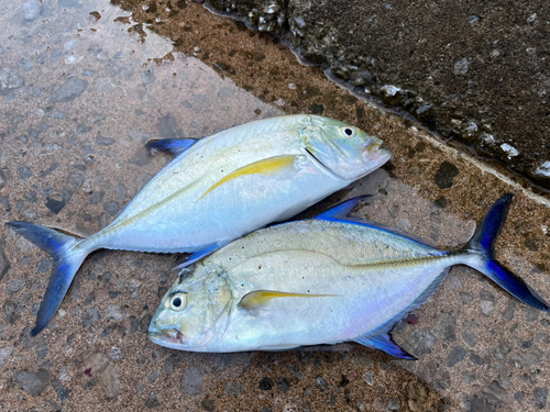 カスミアジの釣果