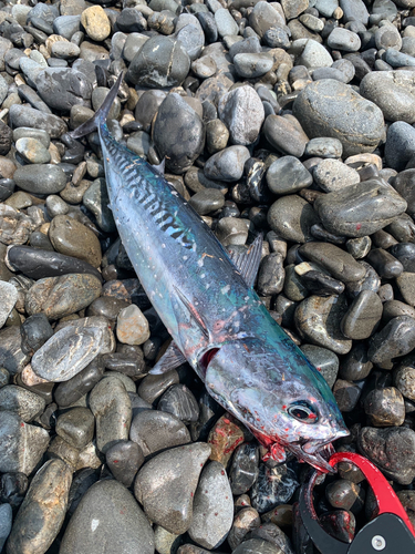 ソウダガツオの釣果