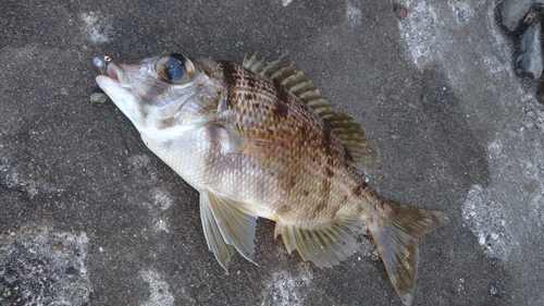 メイチダイの釣果